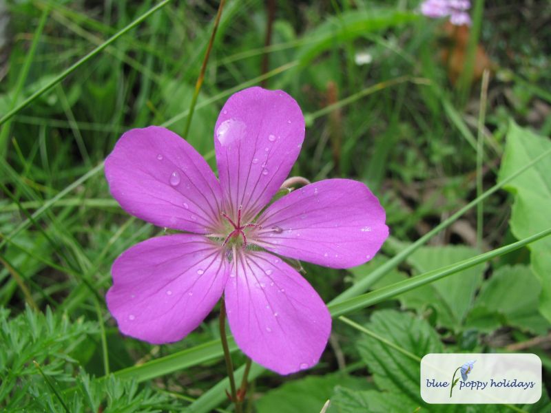 Hill Geranium in the Valley of Flowers