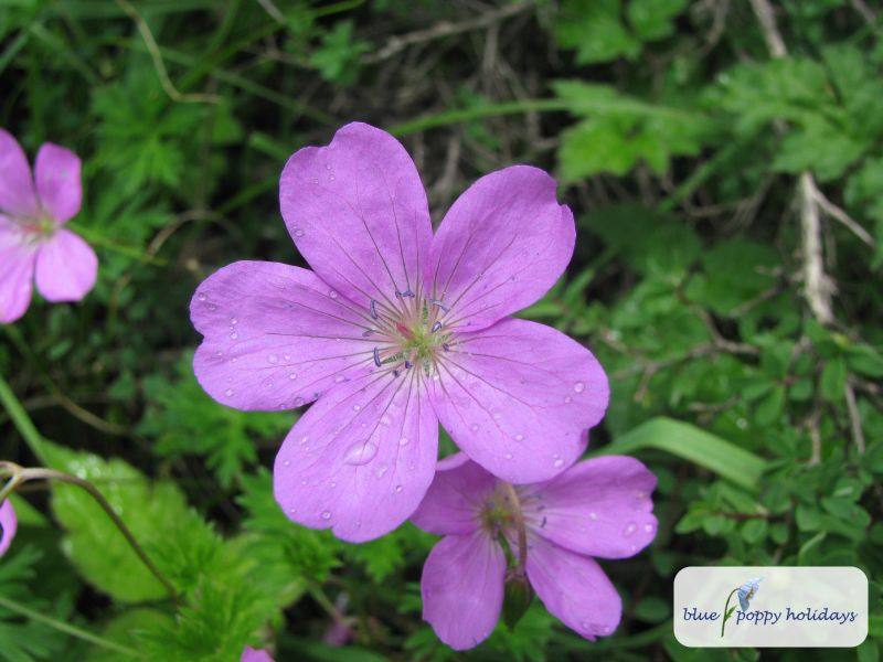 Hill Geranium in the Valley of Flowers