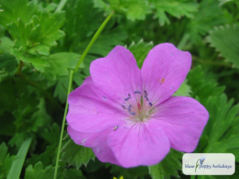 Hill Geranium in the Valley of Flowers
