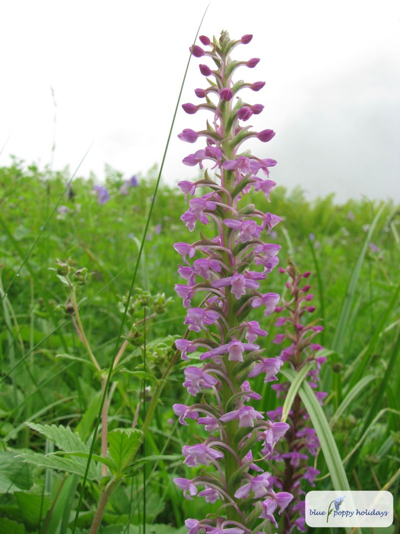 Sikkim Fragrant Orchid (Gymnadenia orchidis)