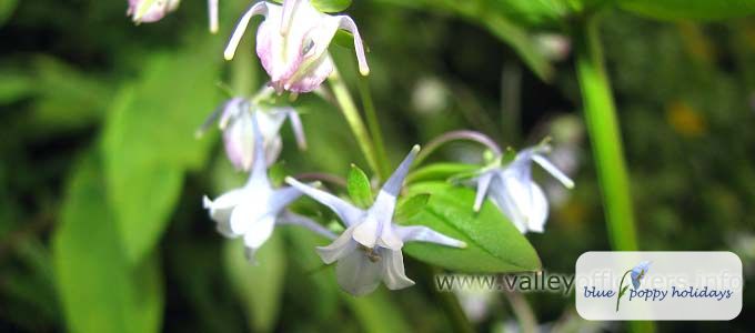 Spurred Gentian (Halenia elliptica)