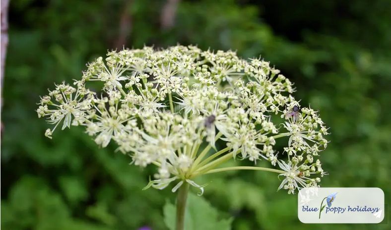 White-hairy Cow Parsnip