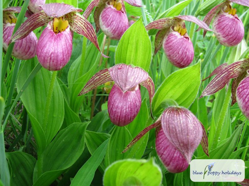 Cypripedium (Cypripedium himalaicum)