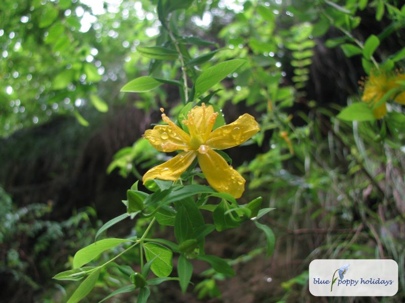 Perforate St John's Wort, Common St John's Wort (Hypericum perforatum) in the Valley of Flowers