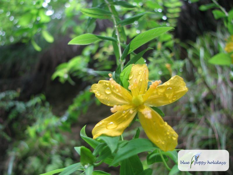 Perforate St John's Wort, Common St John's Wort in the Valley of Flowers
