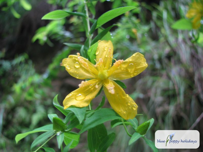 Perforate St John's Wort, Common St John's Wort in the Valley of Flowers