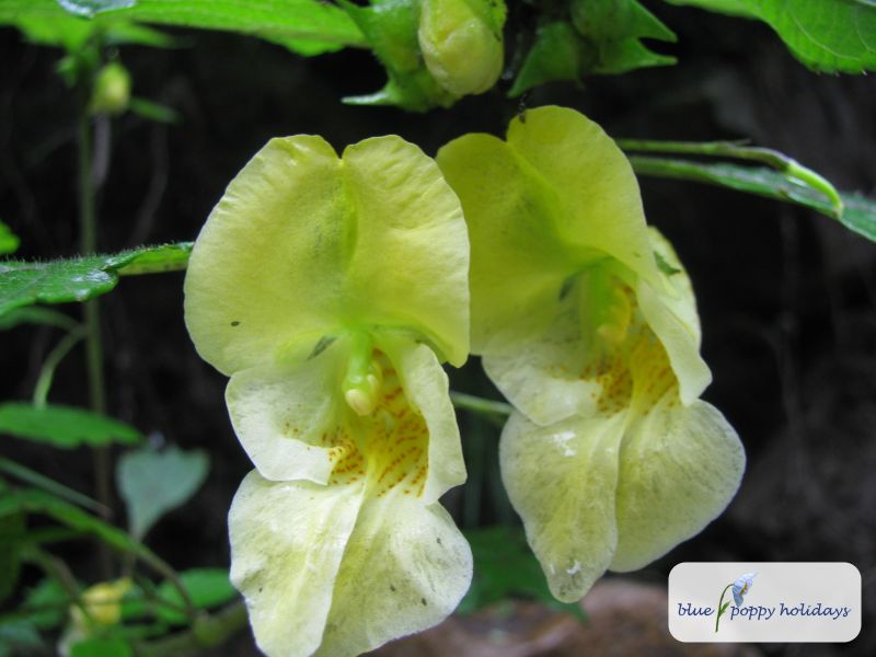 Yellow Jewelweed, Pale Touch-me-not (Impatiens pallida)