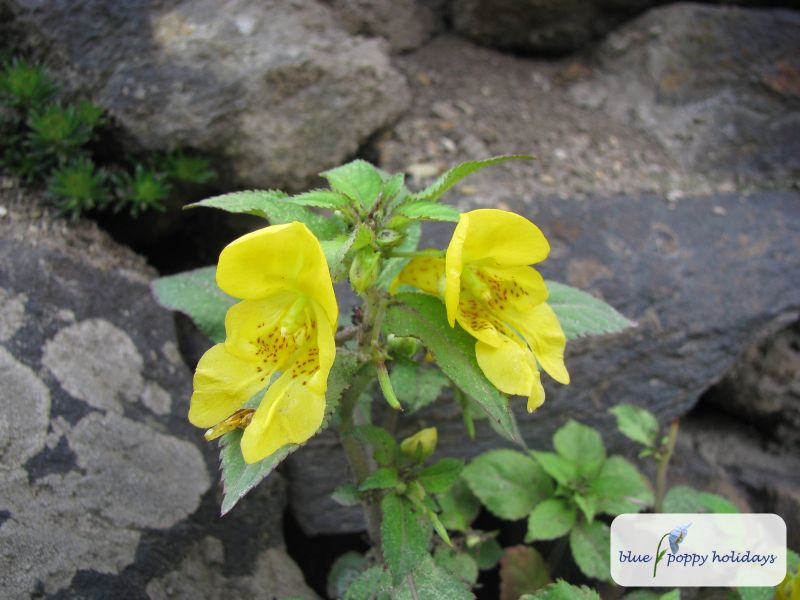 Yellow Jewelweed, Pale Touch-me-not in the Valley of Flowers