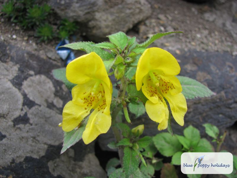 Yellow Jewelweed, Pale Touch-me-not in the Valley of Flowers