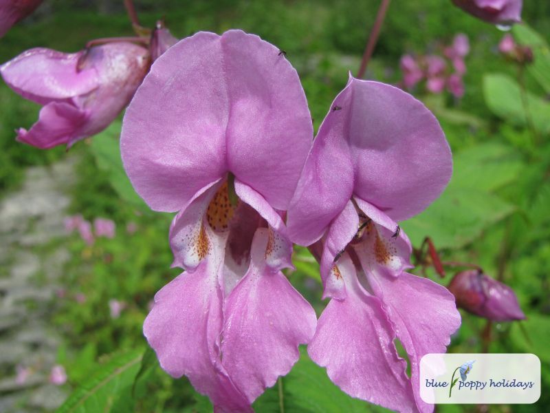 Dog flower (Impatiens sulcata)