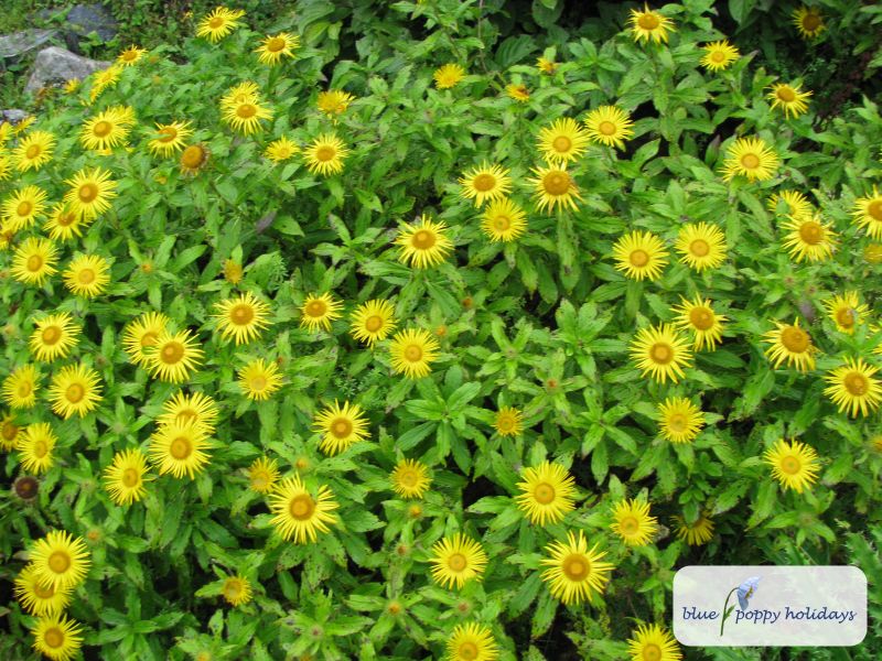 Showy Inula (Inula grandiflora)