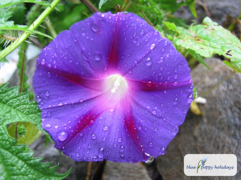 Purple morning Glory