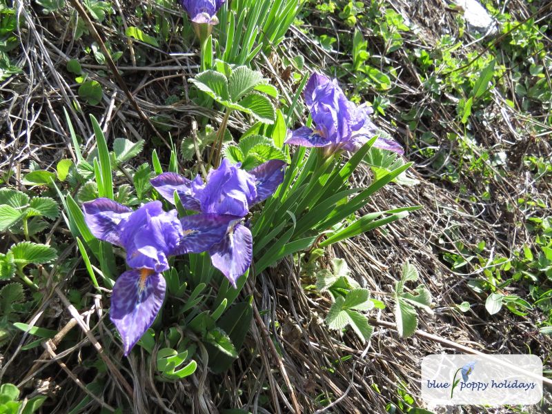 Kumaon Iris (Iris kemaonensis)