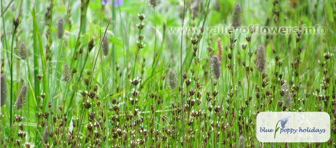 Himalayan Rush (Juncus himalensis)