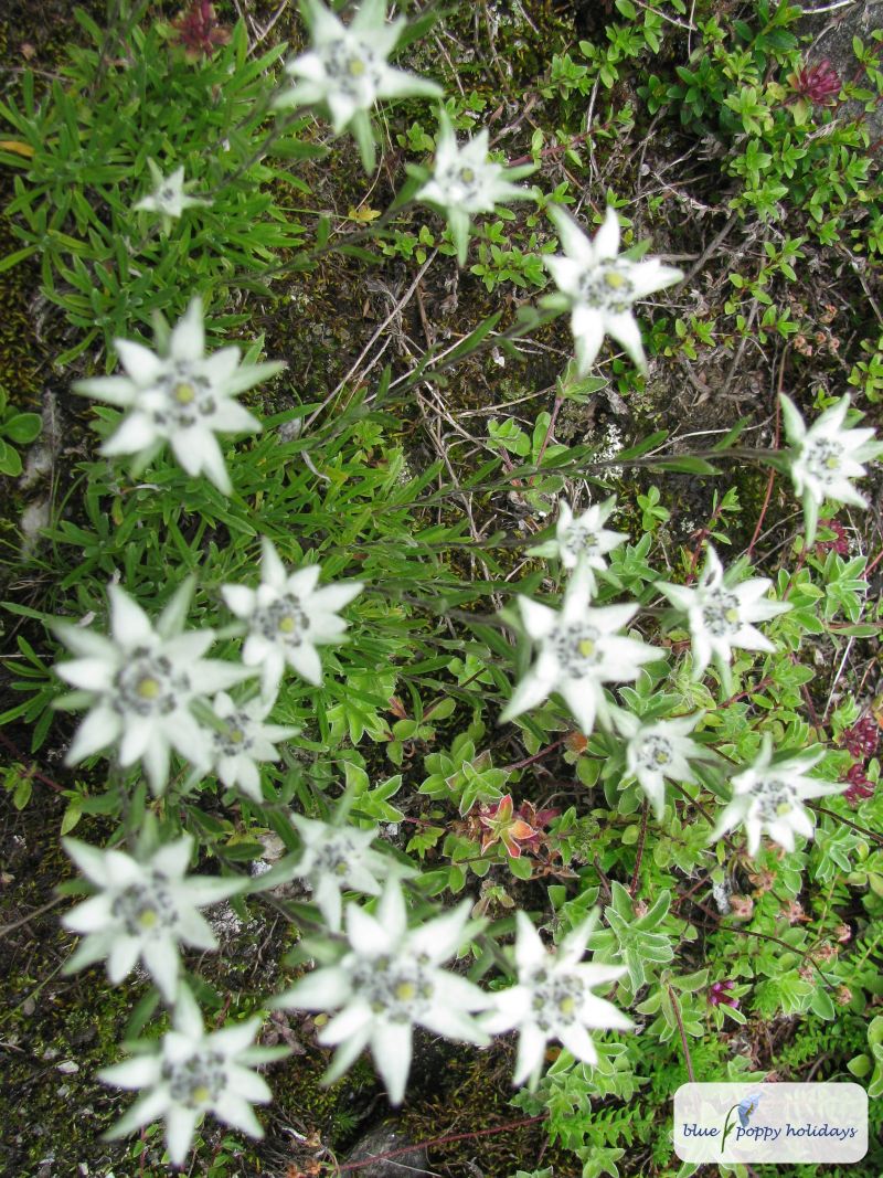 Lions's foot (Leontopodium brachyactis)