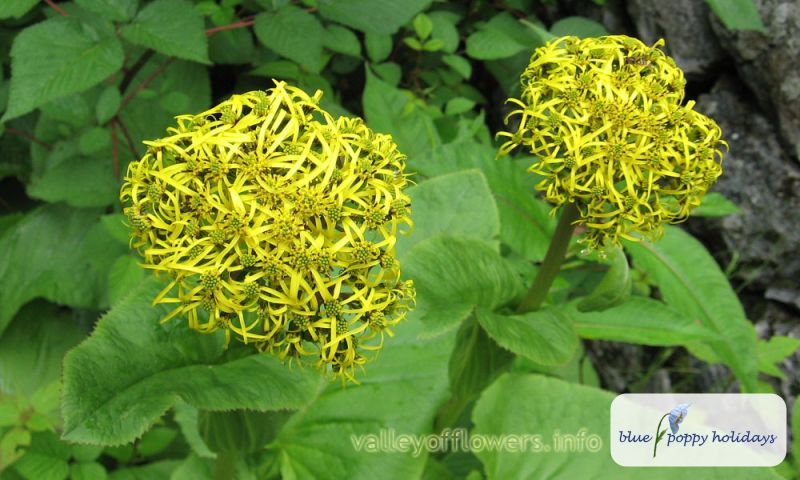 Stem-clasping Ligularia in the Valley of Flowers