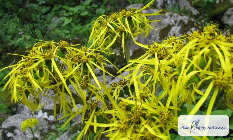 Ligularia Amplexicaulis