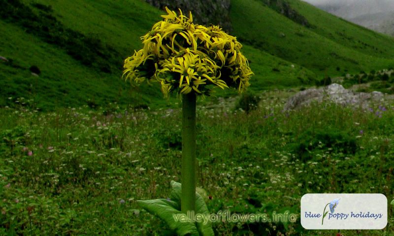 Ligularia Amplexicaulis