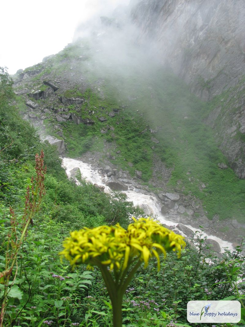 Stem-clasping Ligularia in the Valley of Flowers