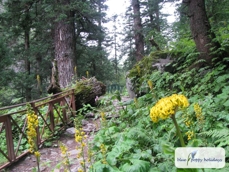 Stem-clasping Ligularia in the Valley of Flowers