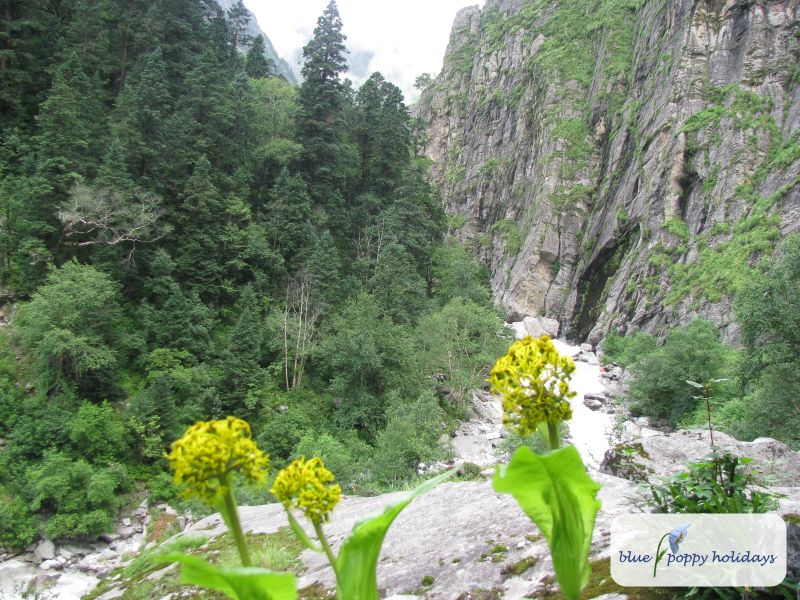 Stem-clasping Ligularia in the Valley of Flowers