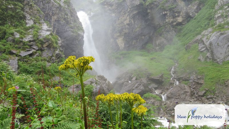 Stem-clasping Ligularia in the Valley of Flowers