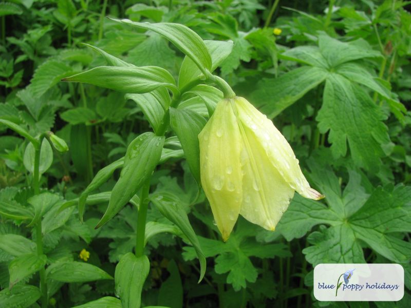 Which flower is this?