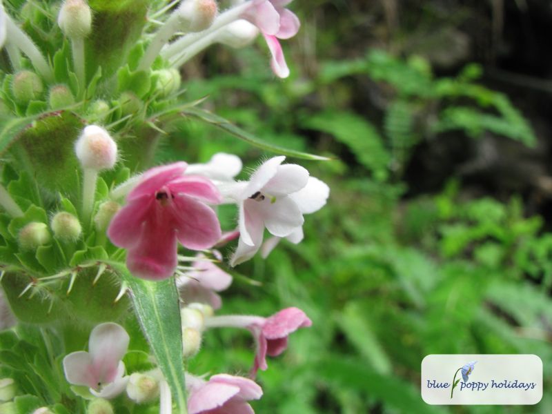 Long-leaved Morina, Whorlflower (Morina longifolia)