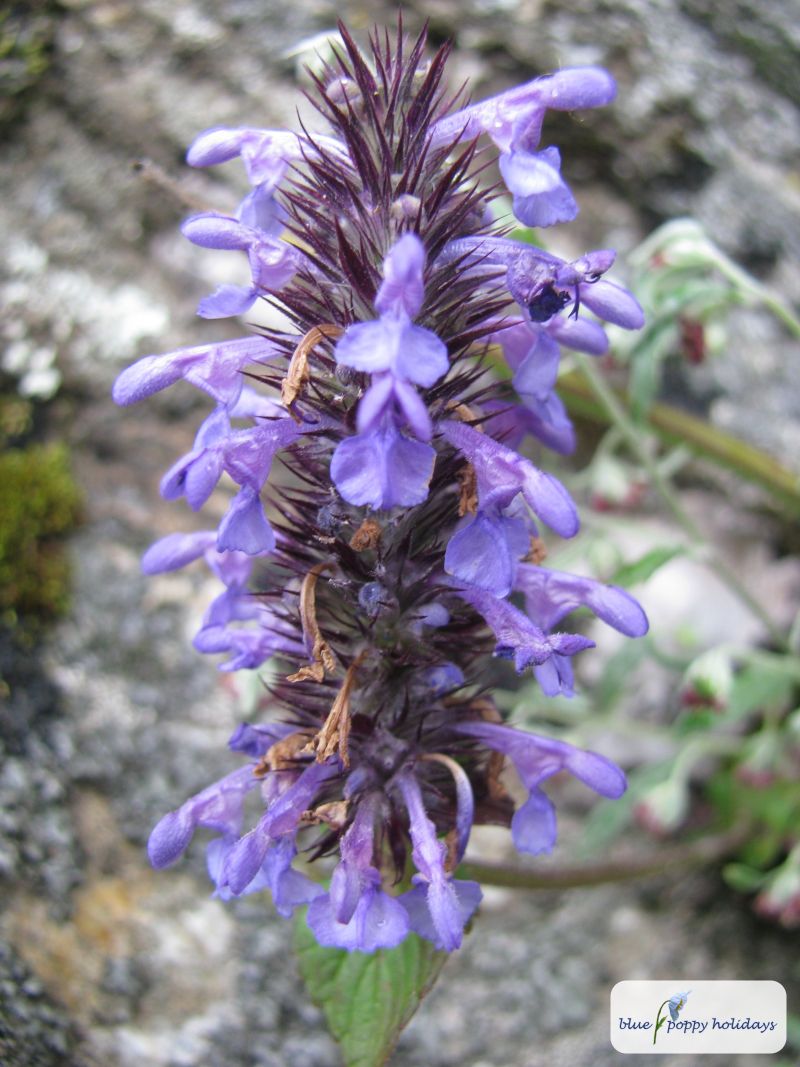 Smooth Catmint (Nepeta laevigata)