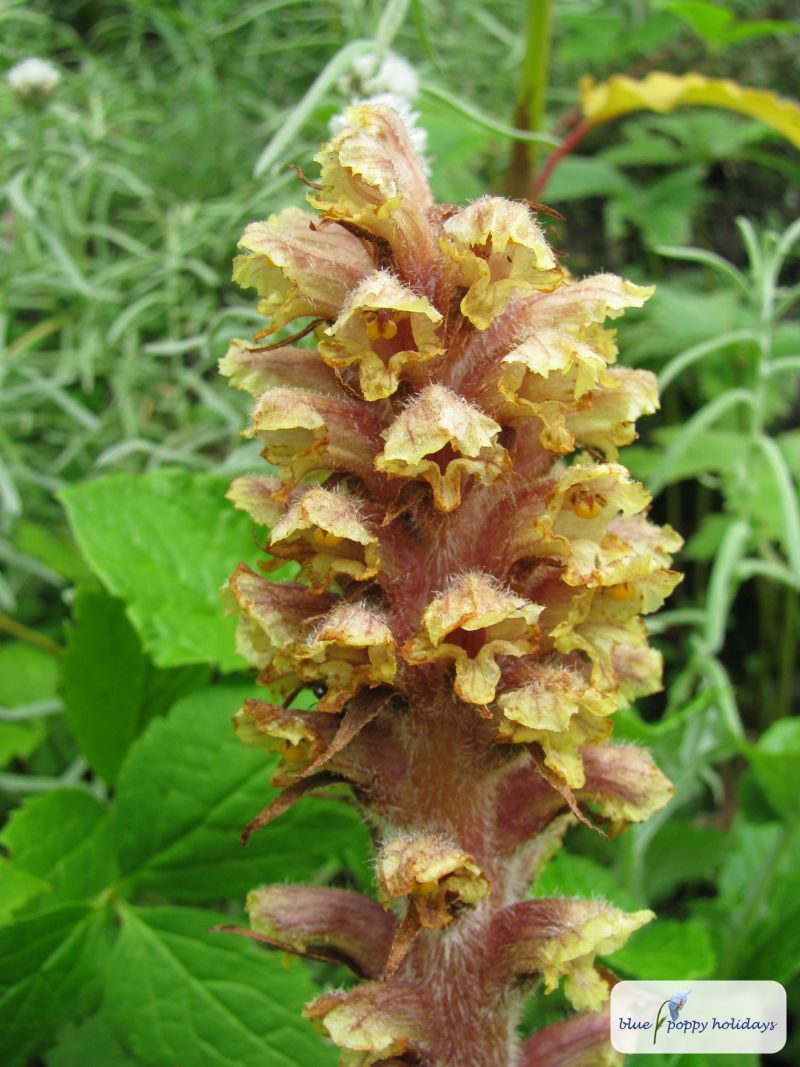Knapweed Broomrape, Tall Broomrape (Orobanche elatior)