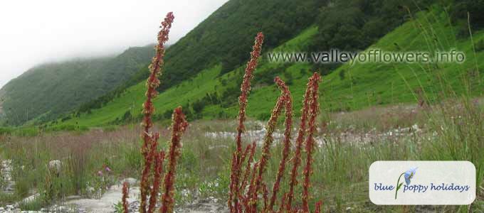 Mountain sorrel