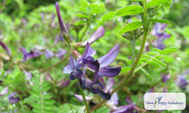 Lapland Locoweed (Oxytropis lapponica)