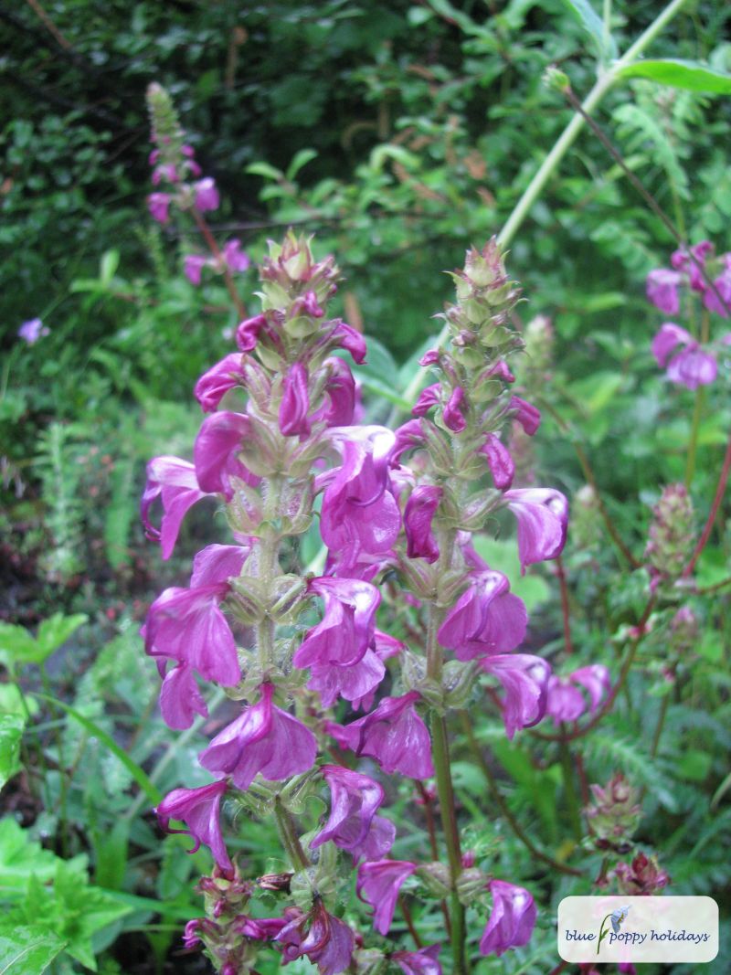 Extended Lousewort