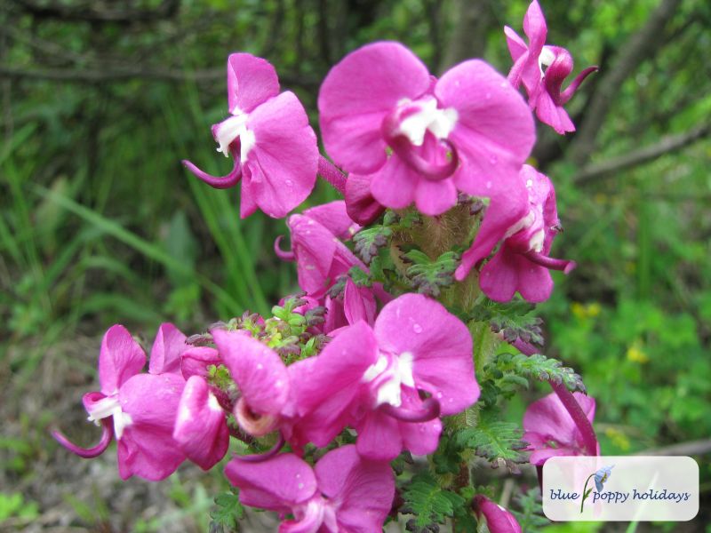 Spotted Lousewort (Pedicularis punctata)