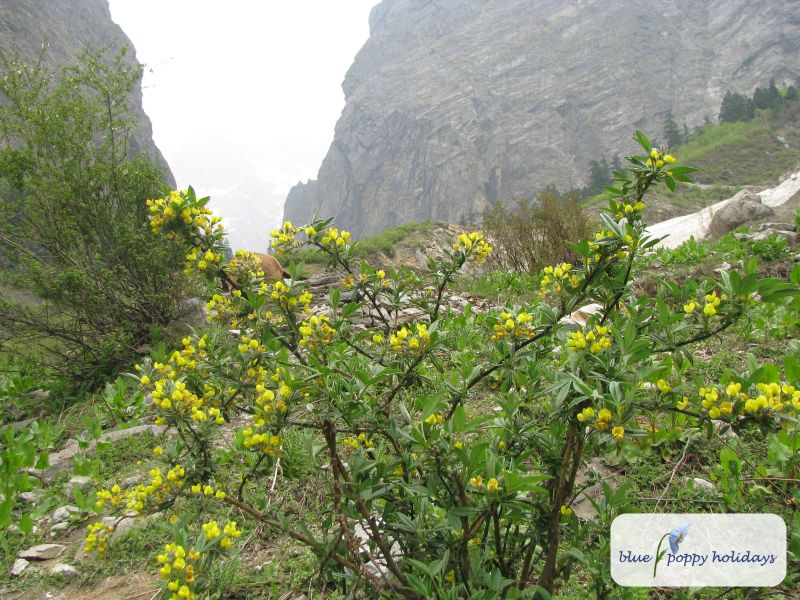 Evergreen Laburnum, Nepal Laburnum (Piptanthus nepalensis) in the Valley of Flowers