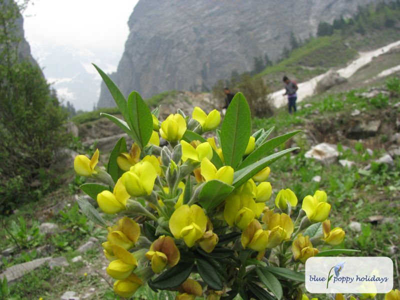 Evergreen Laburnum, Nepal Laburnum in the Valley of Flowers