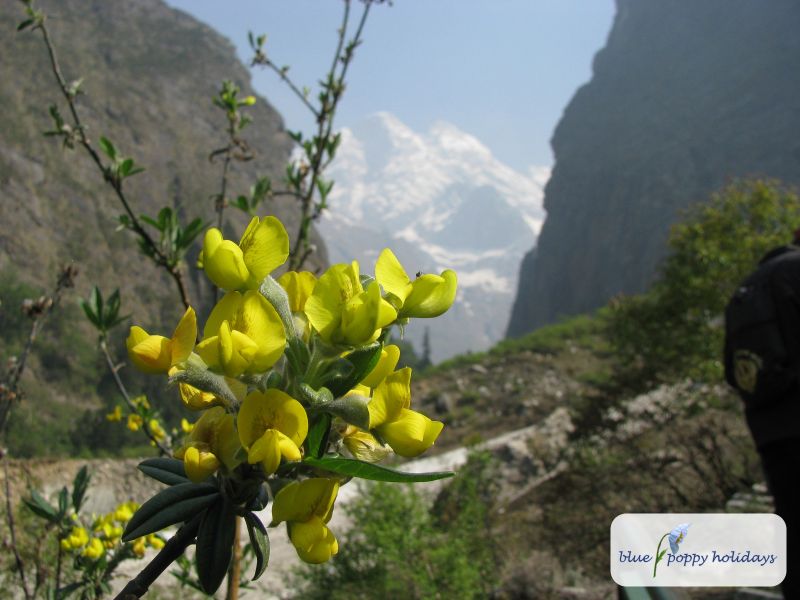 Evergreen Laburnum, Nepal Laburnum in the Valley of Flowers