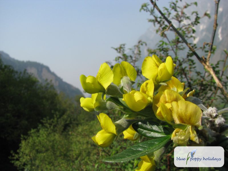 Evergreen Laburnum, Nepal Laburnum in the Valley of Flowers
