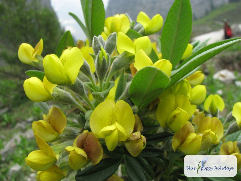 Evergreen Laburnum, Nepal Laburnum in the Valley of Flowers