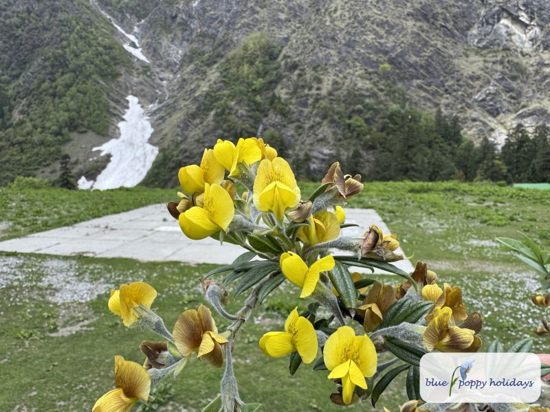 Nepal Laburnum near Ghangaria with snow on the mountainside, May 2025