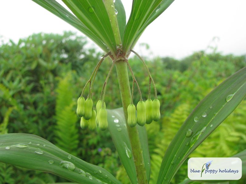 Whorled Solomon's seal (Polygonatum verticillatum)