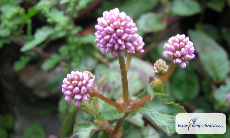 Pink-headed Knotweed (Polygonum capitatum)