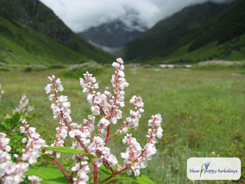 Himalayan Knotweed (Polygonum polystachyum)