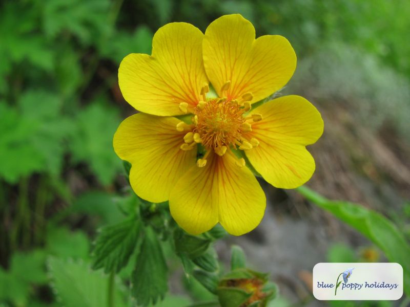 Silver-leaved Cinquefoil, Himalayan Cinquefoil (Potentilla argyrophylla) in the Valley of Flowers