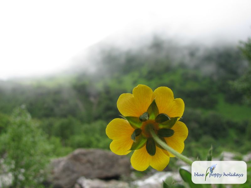 Silver-leaved Cinquefoil, Himalayan Cinquefoil in the Valley of Flowers