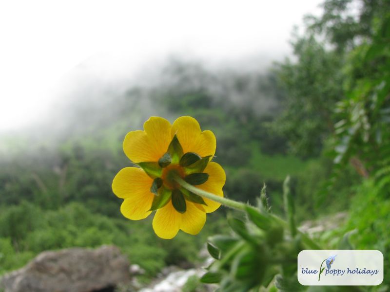 Silver-leaved Cinquefoil, Himalayan Cinquefoil in the Valley of Flowers