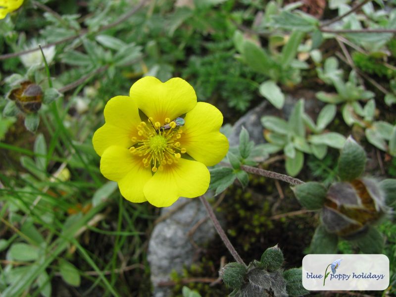 Silver-leaved Cinquefoil, Himalayan Cinquefoil in the Valley of Flowers