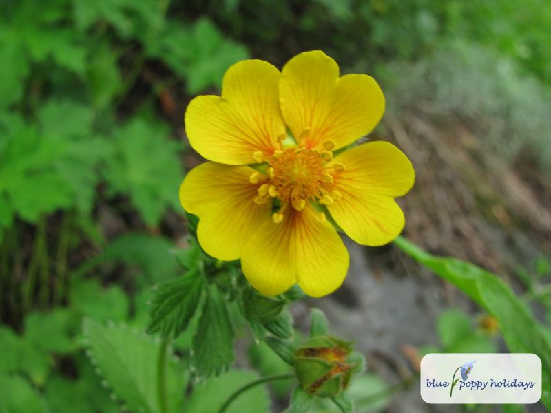 Silver-leaved Cinquefoil, Himalayan Cinquefoil in the Valley of Flowers