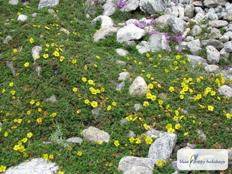 Rigid Cinquefoil (Potentilla rigida)