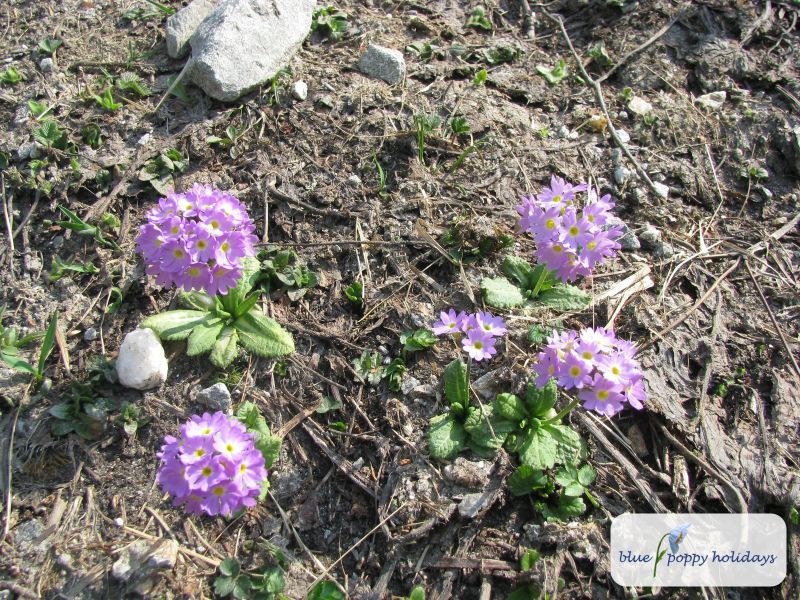 Primrose, Drumstick Primula (Primula denticulata)